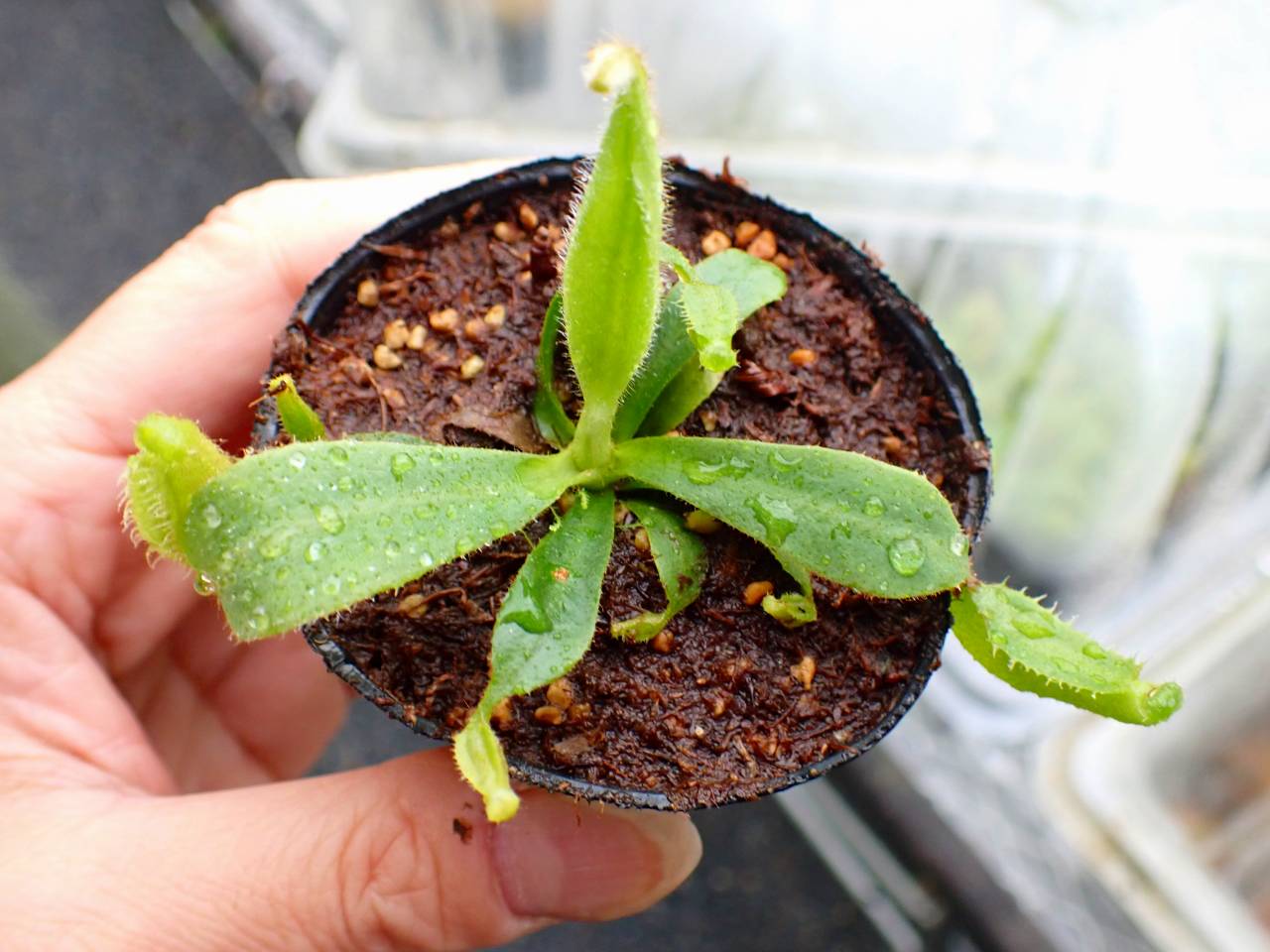 Y518 5-1 [YA-62] N. veitchii `Akazukin' x veitchii (Bario stripe