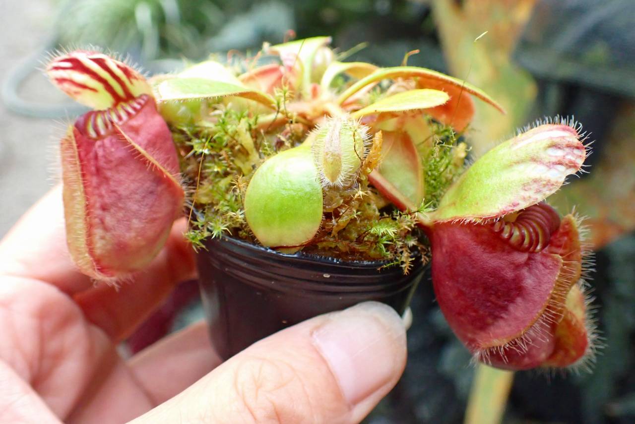 その他観葉植物 Cephalotus follicularis Ebisu cephlotus follicularis 恵比寿 セファロタス 食虫植物