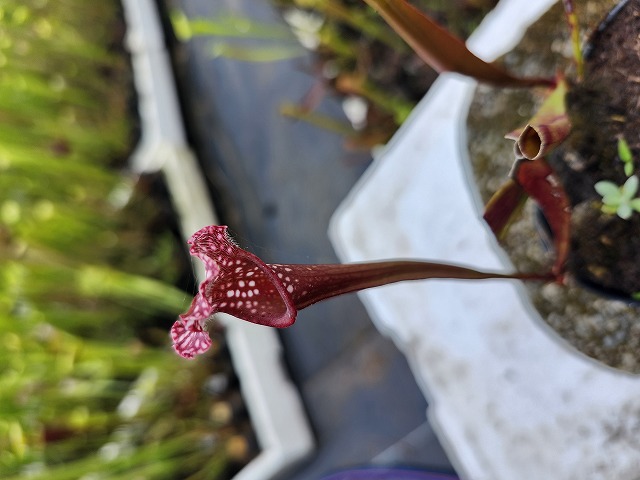 Y627 2ura S. Kyoukanoko (seedling) Y's - Y's Exotics （山田食虫