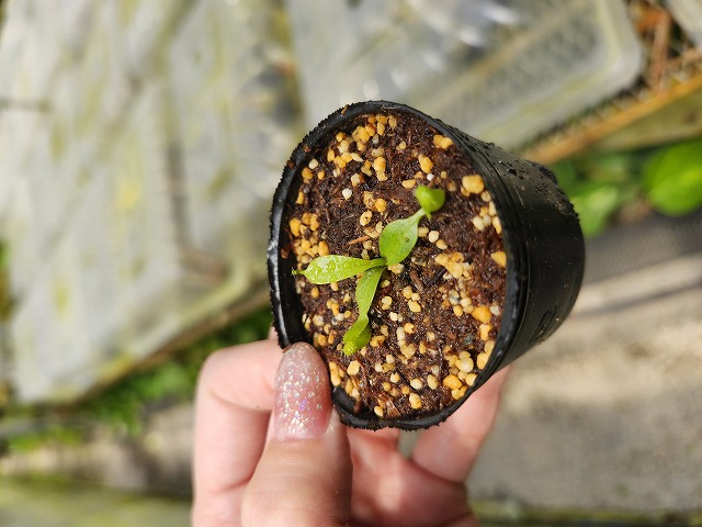 R644 1-4 N. lowii x macrophylla #NNN | Y's Exotics （山田食
