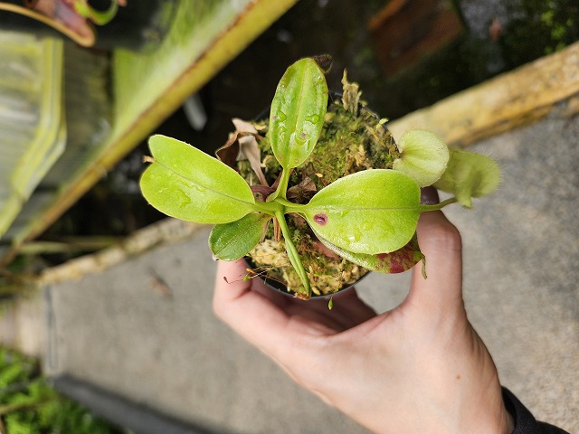 G184 1-2 N. rafflesiana Marudi nivea x robcantleyi #NNN