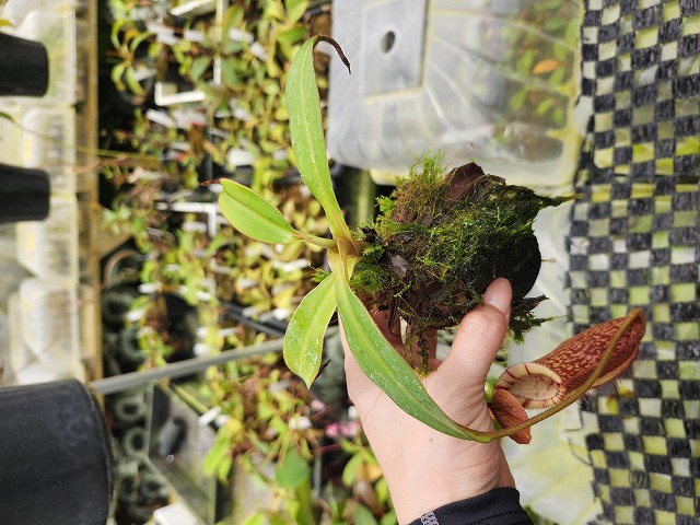 Y669 1-4 N. spectabillia x edwardsiana #NNN - Y's Exotics （山田食