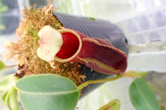 う*す様 うぐいす う*す様 うぐいす カード検索 ｜ Z/X - Zillions of enemy X