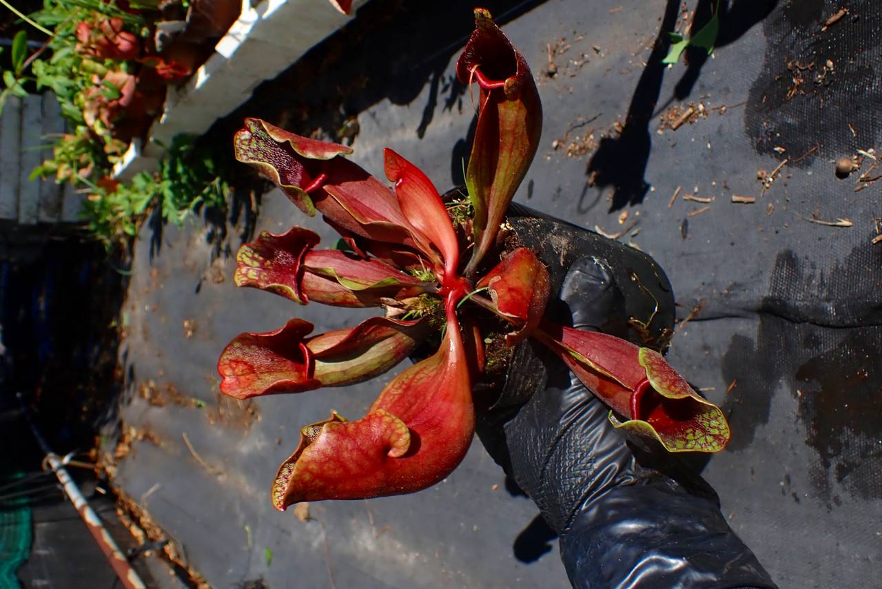 E559 S. purpurea ssp. venosa (seedling) - Y's Exotics （山田食虫