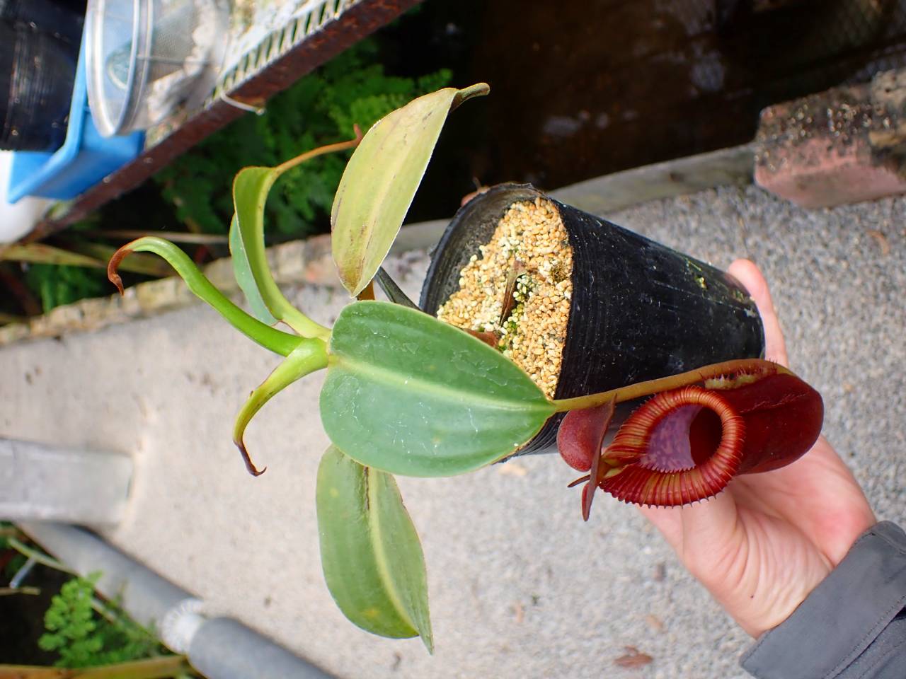 R354 1-3 #BBB N. xtrusmadiensis EP - Y's Exotics （山田食虫植物農園）