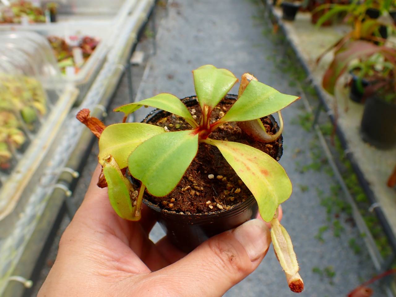 Y287 5-1 [YA-170] N. clipeata Nep Gardner Y's Lab - Y's Exotics