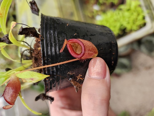 P251 1-2 N. jamban Y's Lab - Y's Exotics （山田食虫植物農園）