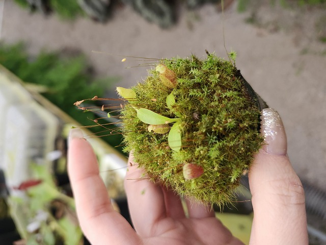 Y733 1-2 N. lowii x villosa #NNN - Y's Exotics （山田食虫植物農園）