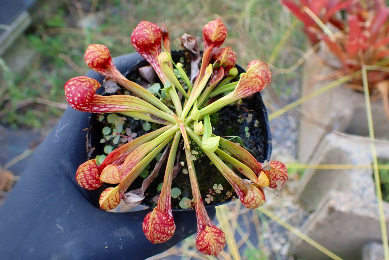 非三葉虫 希少 エルドニア 15710 凱里！ 地質年表 | 地質標本館QRコード