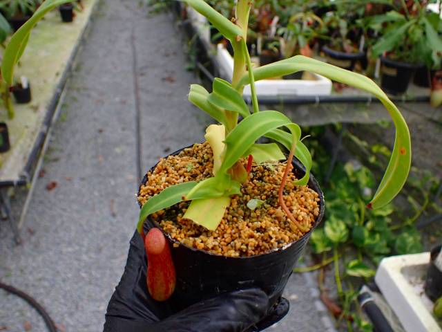G900 5-3 N. ventricosa `seedling select' 山本 | Y's Exotics （山田
