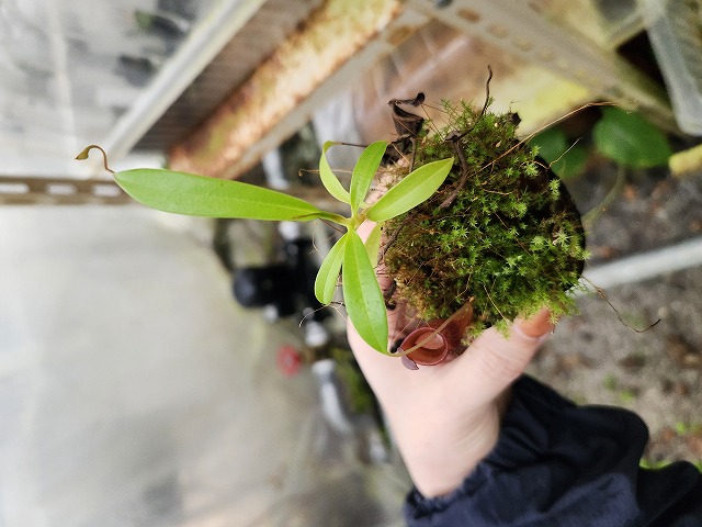 G879 1-4 N. jamban Deni - Y's Exotics （山田食虫植物農園）