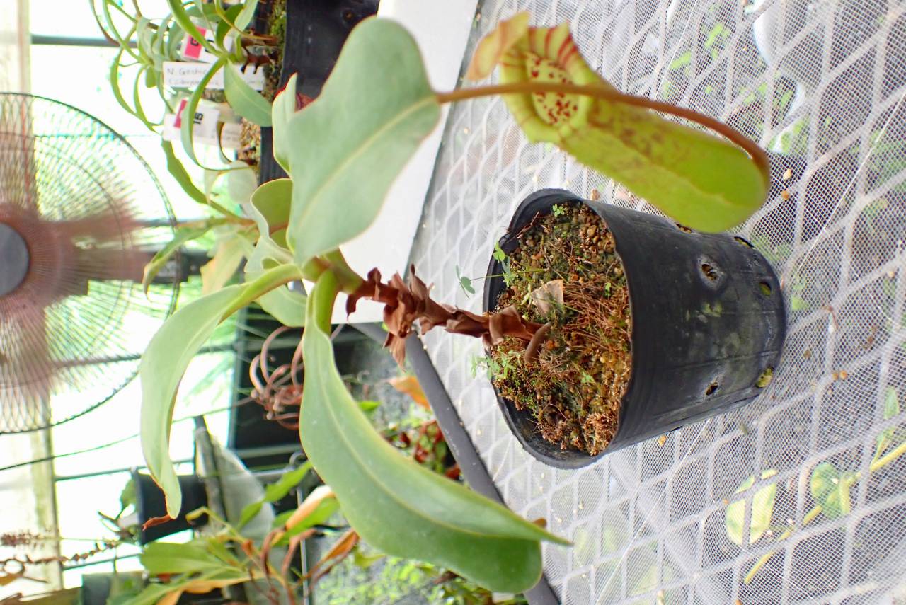 G947 5-3 #BBB N. N. Otokuni (truncata x ventricosa) | Y's