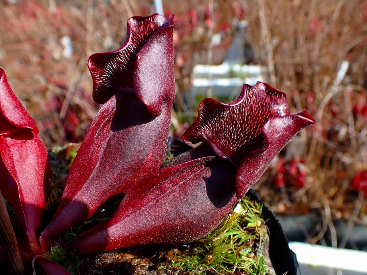 タイトル：昌蒲 G266 S. purpurea ssp. venosa (伊勢花菖蒲園選別丸形株 No.16) MS