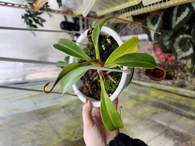 R456 1-4 N. jaquelineae x lowii #NNN - Y's Exotics （山田食虫植物