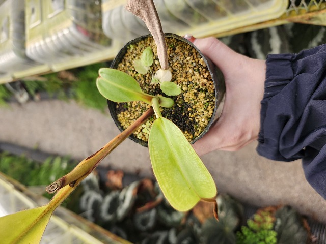 R473 1-4 N. maxima dark x veitchii -Bario squat red striped