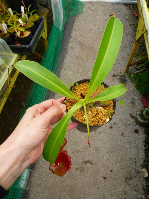 G959 1-2 N. lowii x ventricosa red EP | Y's Exotics （山田食虫植物農園）