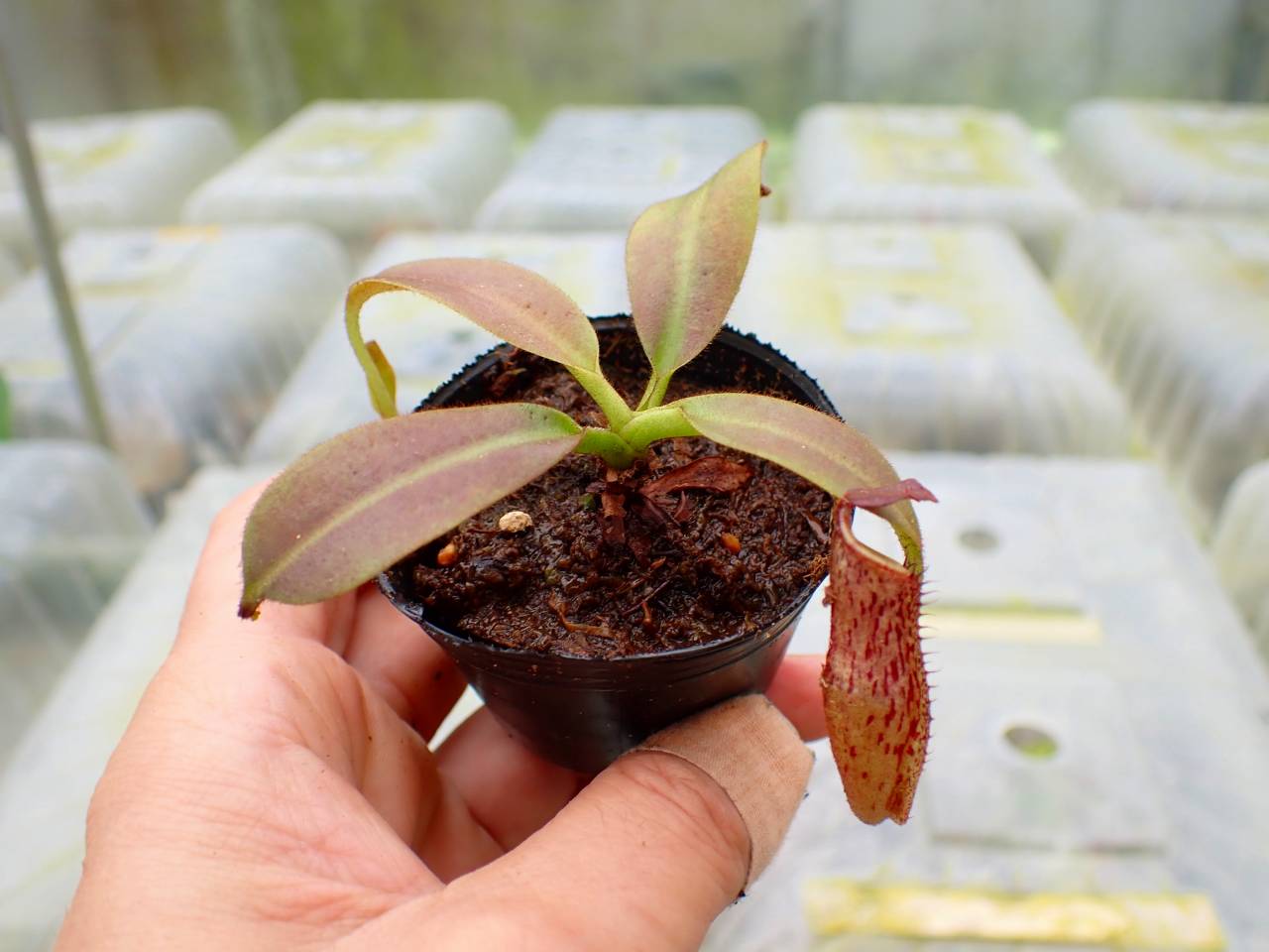 P458 1-3 N. eymae Y's Lab - Y's Exotics （山田食虫植物農園）