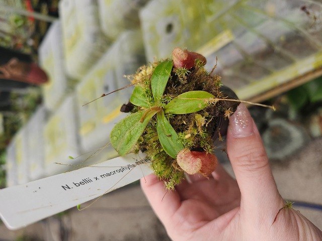 J144 1-4 N. belii x macrophylla #NNN - Y's Exotics （山田食虫植物