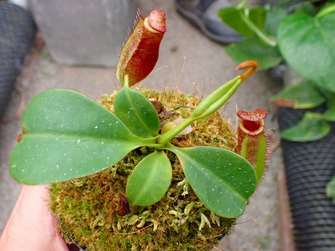 G611 1-4 #BBB N. peltata yellow phantom x lowii konan - Y's