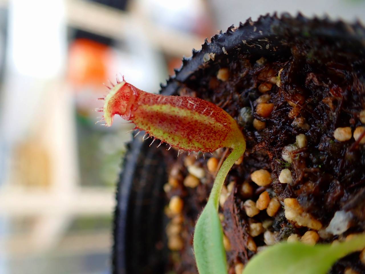 P226 1-2 #BBB N. lowii x macrophylla #NNN - Y's Exotics （山田食虫