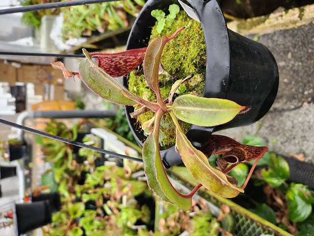 Y831 1-1 N. maxima (wavy leaf) No,111 - Y's Exotics （山田食虫植物