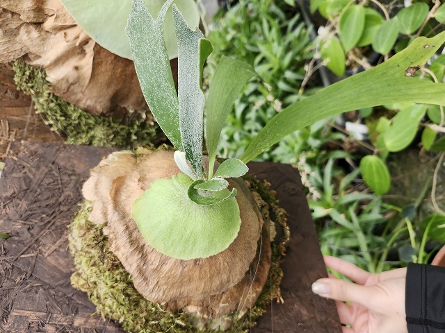 P704 3-2 Platycerium bifurcatum THW - Y's Exotics （山田食虫植物農園）