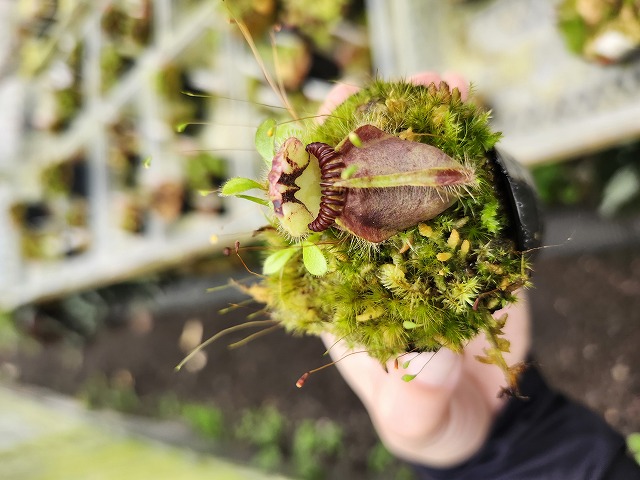 R308 1-1 Cephalotus follicularis Cedric | Y's Exotics （山田