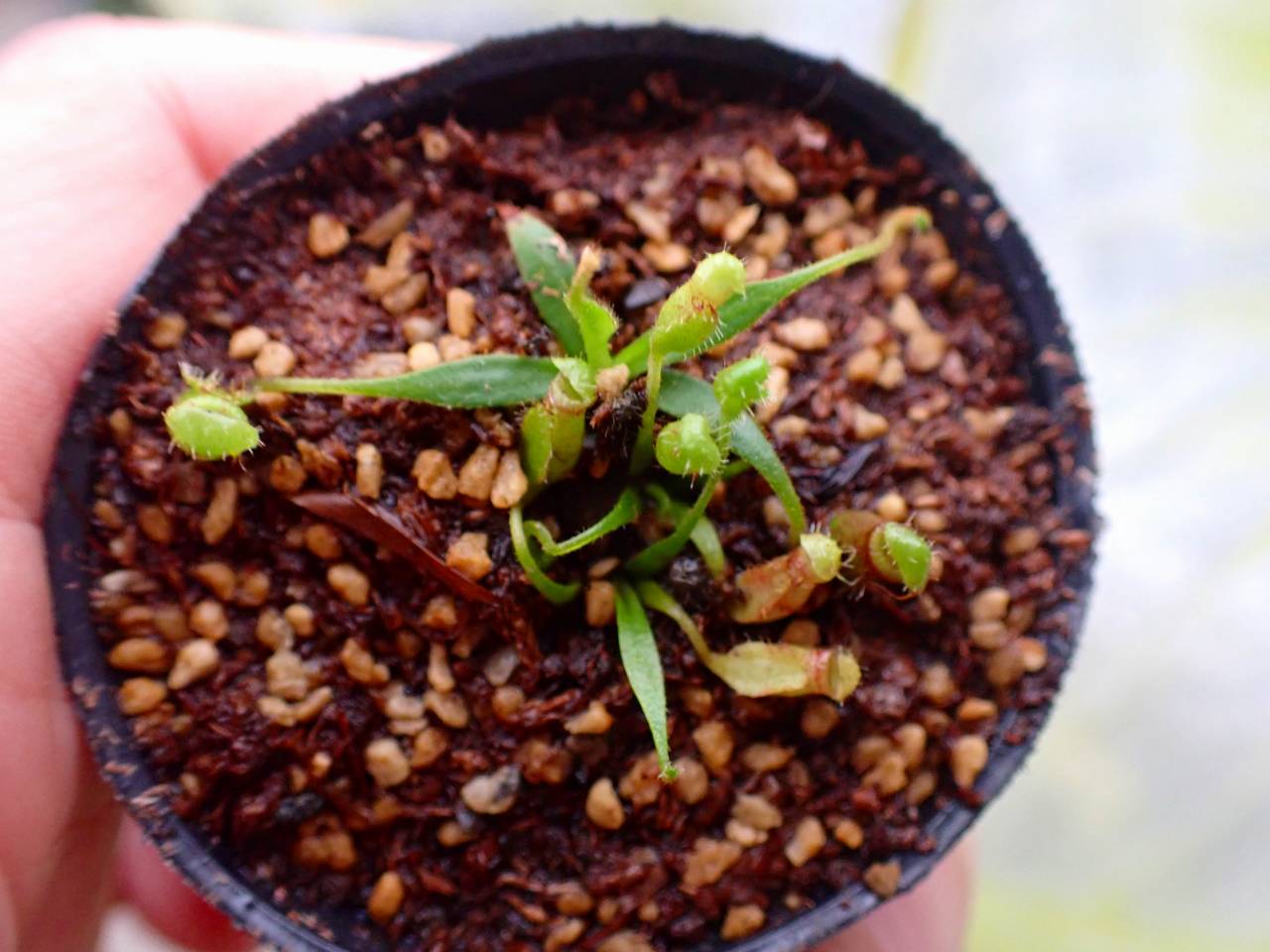 G036 1-4 [YA-186] N. lowii Gn Mulu x ephippiata Y's Lab - Y's