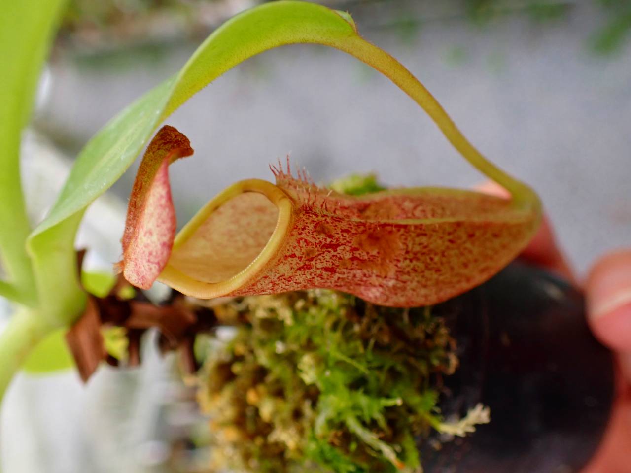 G158 5-1 N. (bicalcarata x campanulata) x xalisaputrana #NNN - Y's