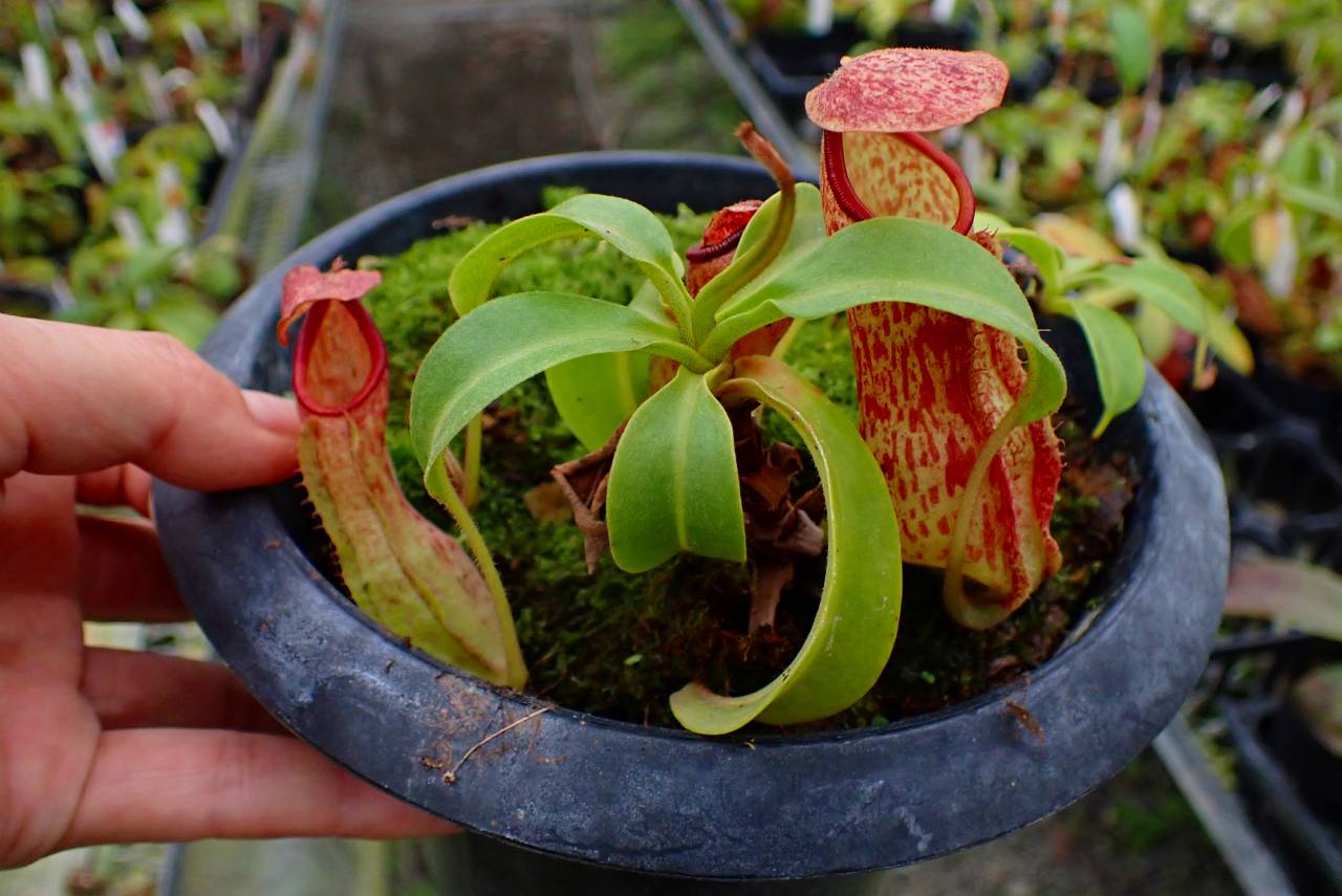 Y112 4-1 N. alata (t) Giant x Luzon EP | Y's Exotics （山田