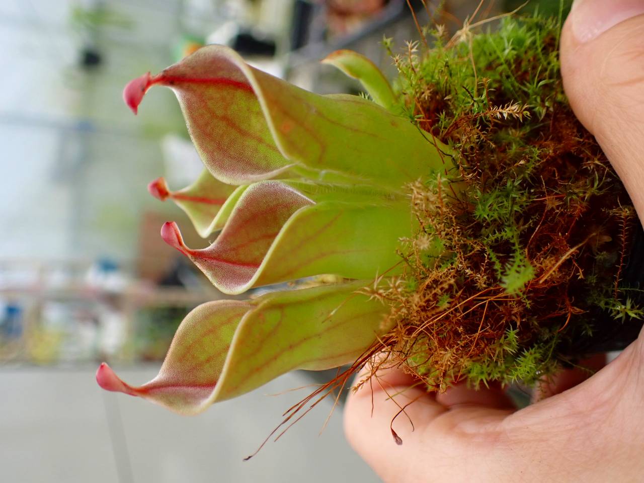 ユ*ノ様 ンガサイ　胞子培養　大株　特選　10/11 R399 1-2 [YA-27] H. minor Y's Lab | Y's Exotics （山田食虫