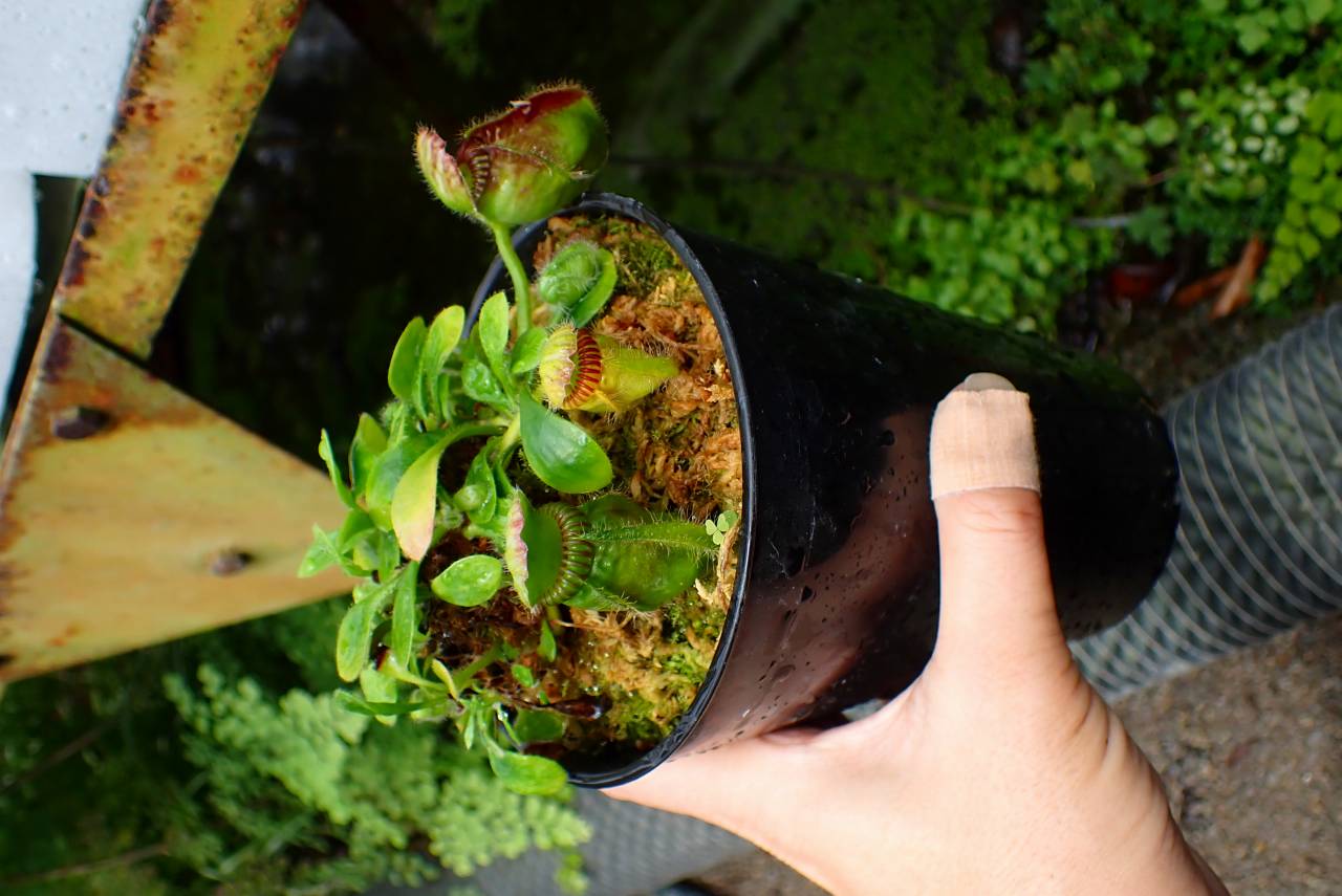 R249 1-3 Cephalotus follicularis `German Giant' C.C - Y's Exotics