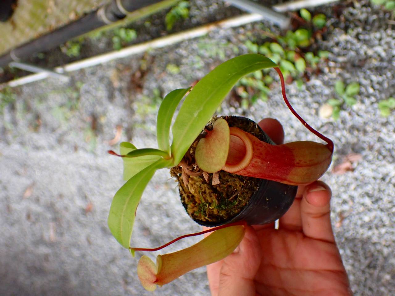 P746 5-3 N. ventricosa-red seedling Y's - Y's Exotics （山田食虫