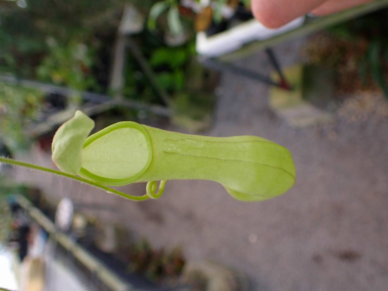 Y618 3-2 #BBB N. alata (g) giant EP - Y's Exotics （山田食虫植物農園）