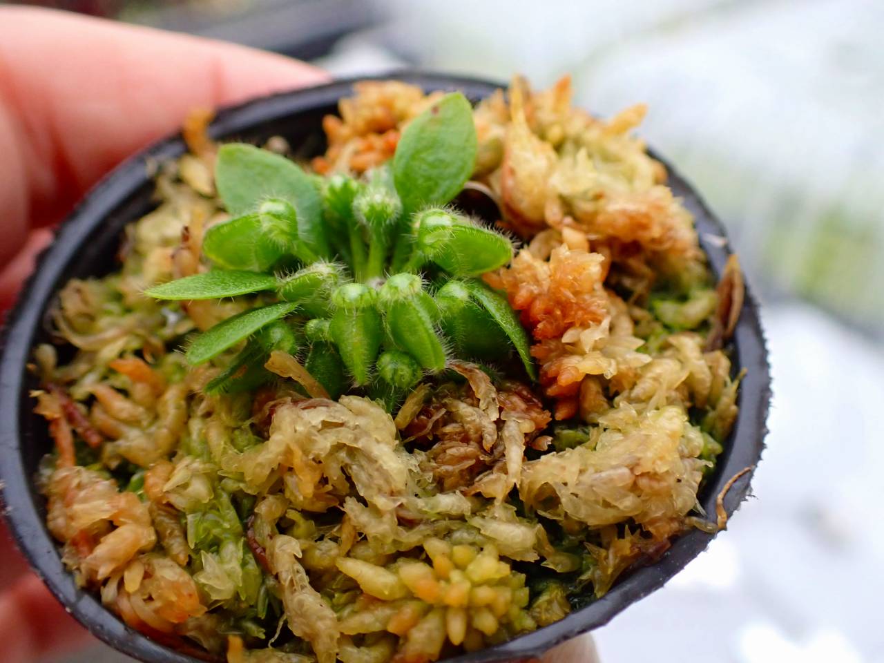 P171 5-2 Cephalotus follicularis Y's Lab - Y's Exotics （山田食虫