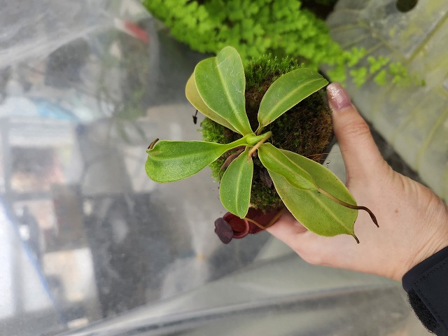 R241 1-2 N. jaquelineae x lowii - Y's Exotics （山田食虫植物農園）