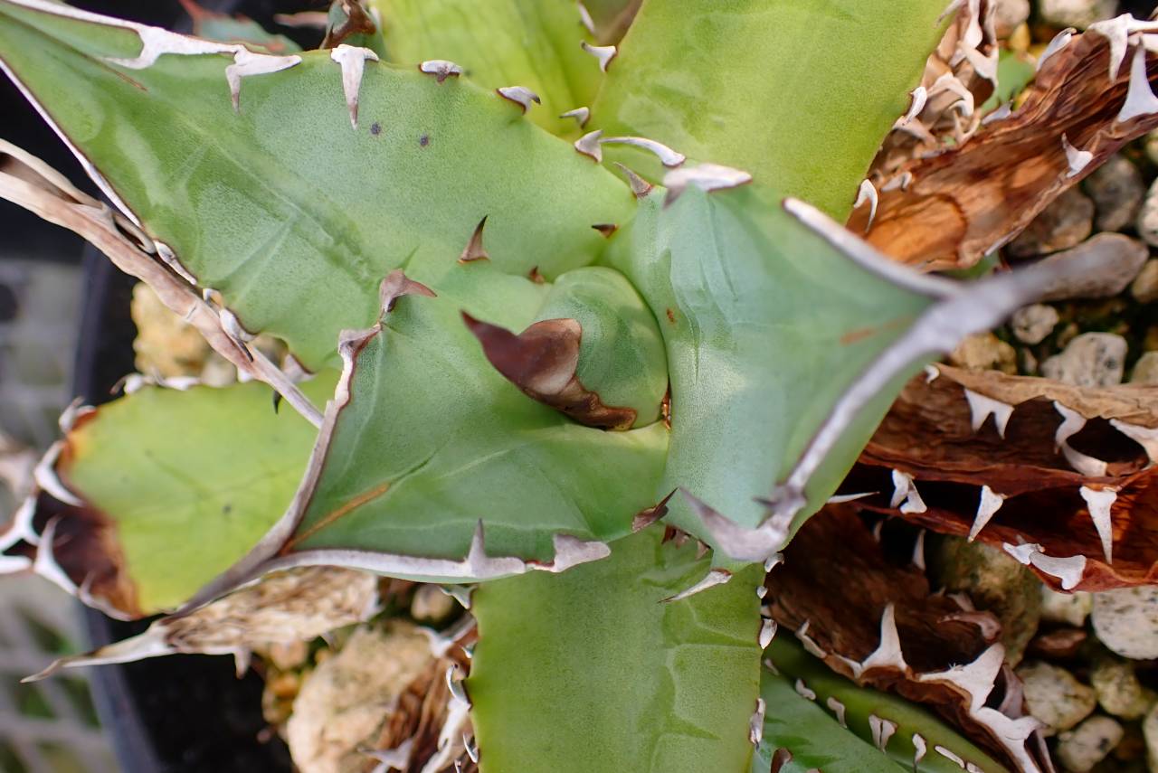 Y874 4-1 Agave titanota dwarf | Y's Exotics （山田食虫植物農園）