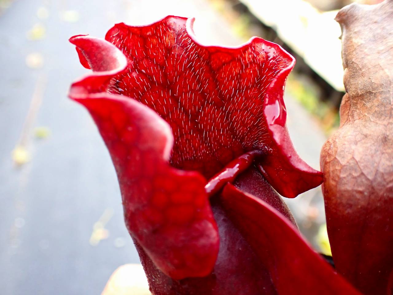 タイトル：昌蒲 R655 S. purpurea ssp. venosa (伊勢花菖蒲園選別丸形株No.65) MS