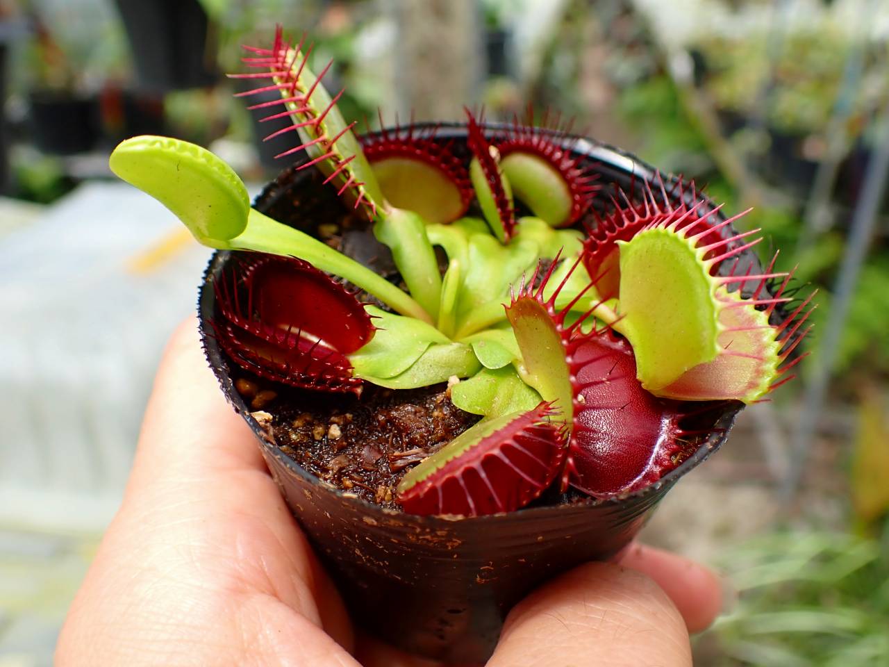 G529 1-3 Dionaea muscipula South-West Giant Y's Lab - Y's Exotics