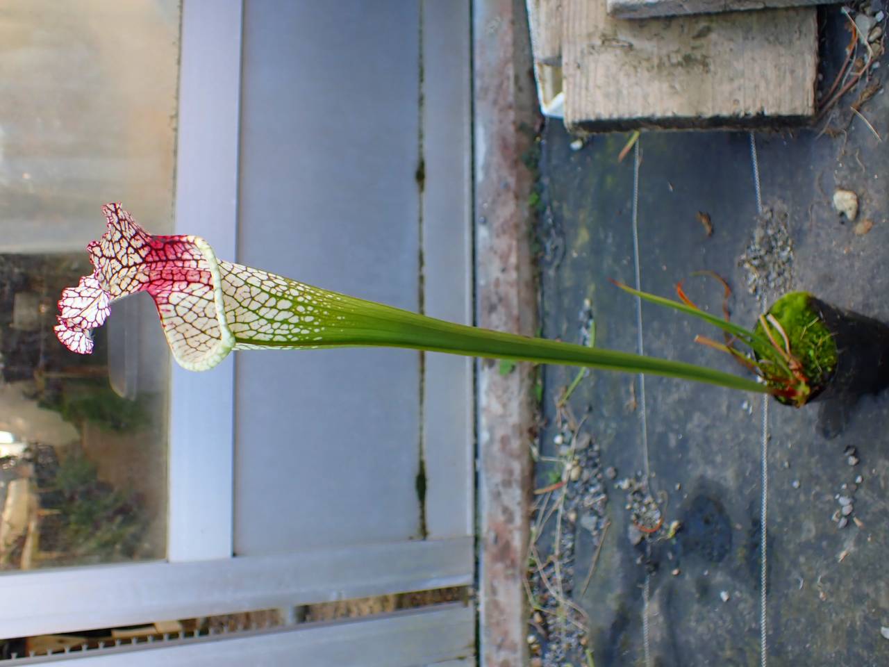 Y495 1ura S. leucophylla red stripe throat Cedric - Y's Exotics