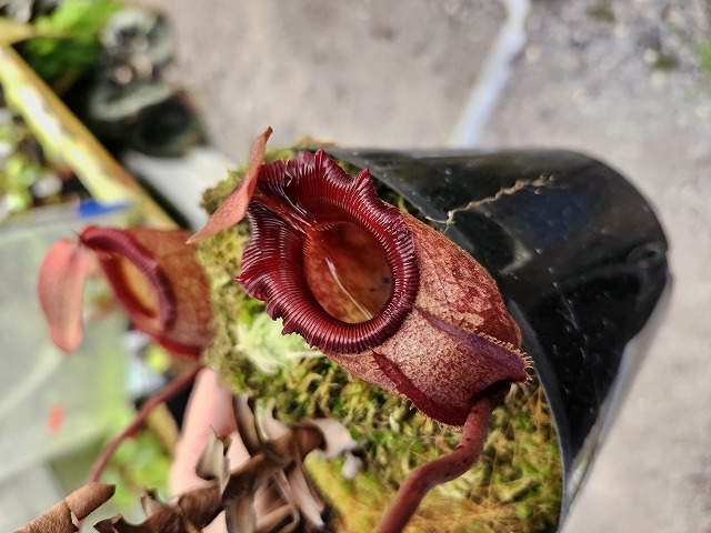 G926 1-3 N. rajah TH - Y's Exotics （山田食虫植物農園）