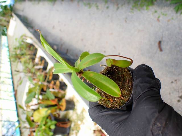 G138 5-3 N. ventricosa-red seedling Y's | Y's Exotics （山田食虫