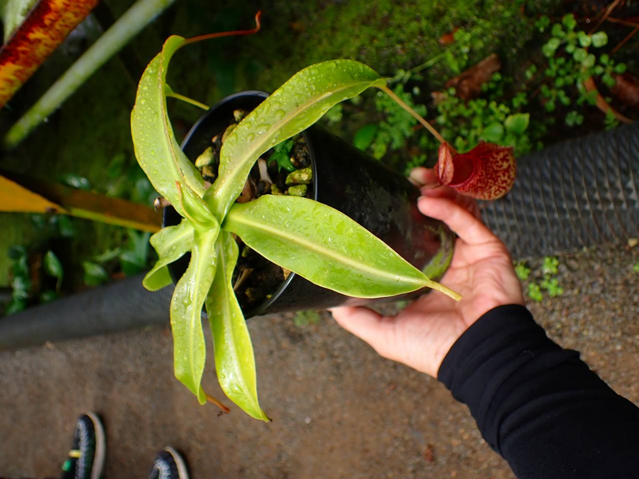 G122 1-3 N. Red Leopard (ventricosa squat x maxima) EP - Y's