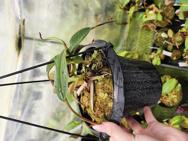 G627 1-3 N. hamata x nigra | Y's Exotics （山田食虫植物農園）