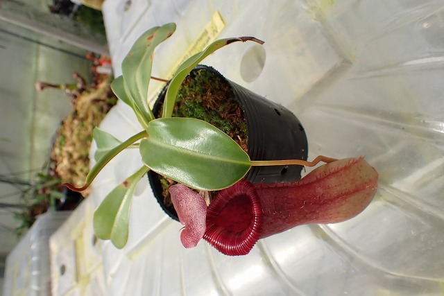 G132 1-4 N., vewntricosa (N14, Liberec Botanical Garden) x