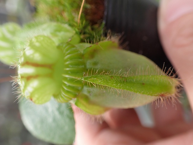 E576 1-1 Cephalotus follicularis seedling of Hummer's Giant 01 BCP