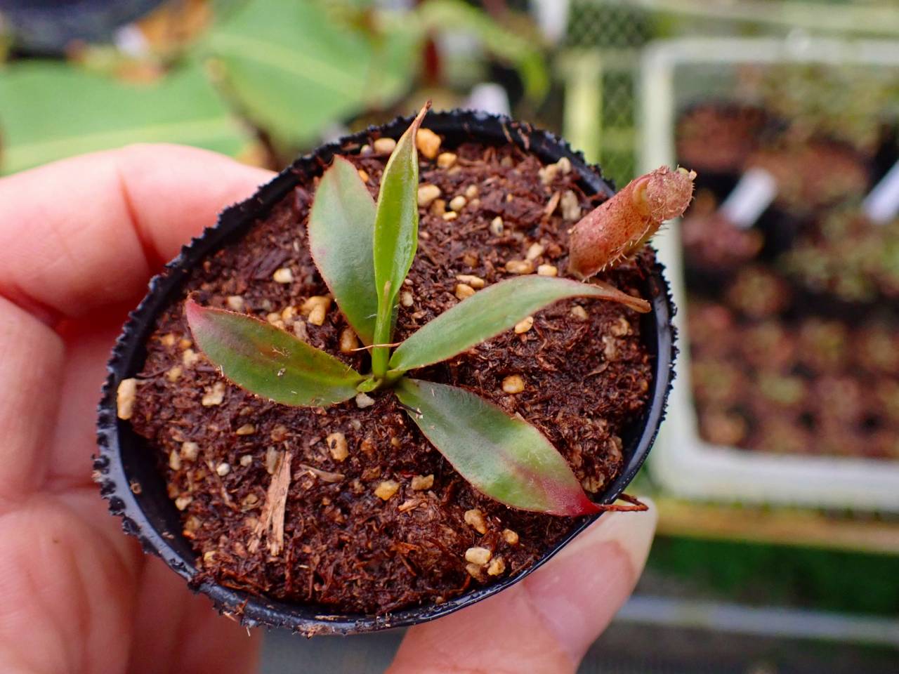 G533 1-3 [YA-179] N. attenboroughii JH Y's Lab - Y's Exotics