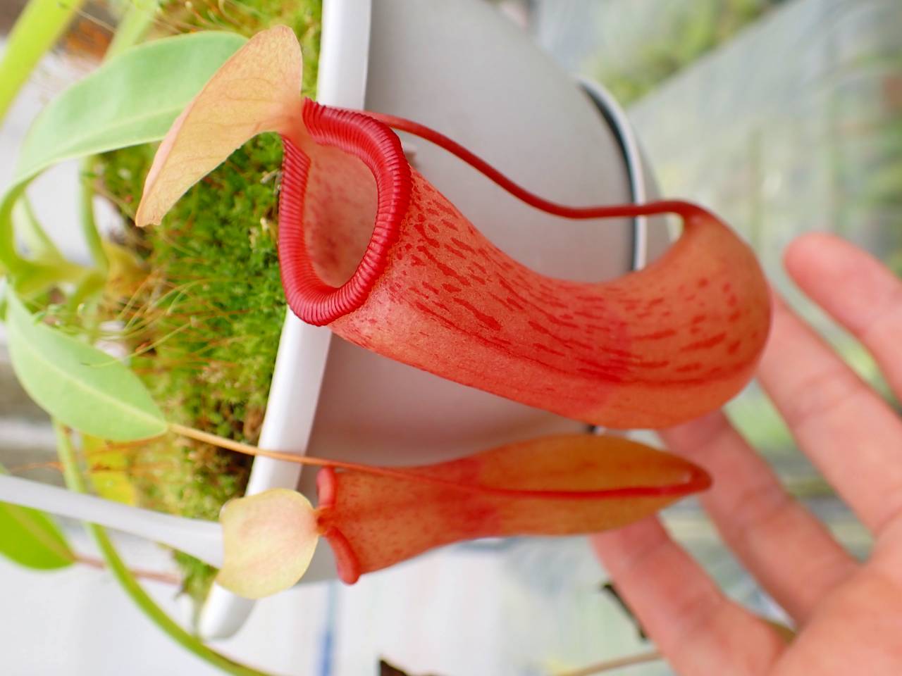 R146 5-3 N. ventricosa red seedling Y's - Y's Exotics （山田食虫