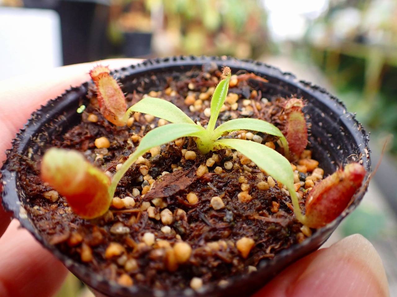 J263 1-2 N. lowii x macrophylla #NNN - Y's Exotics （山田食虫植物