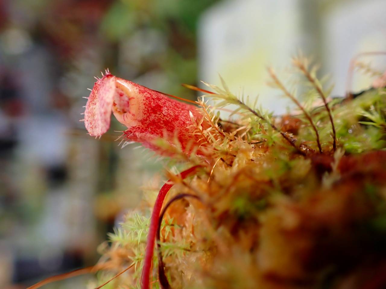 Y894 1-2 N. attenboroughii (mix clone) Y's Lab - Y's Exotics